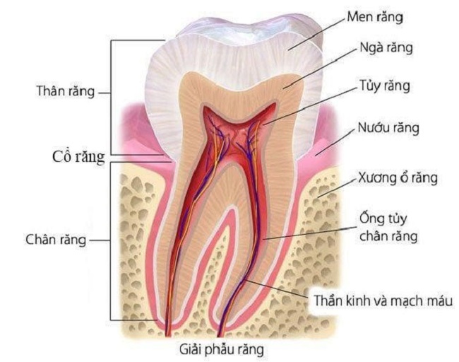 răng người có bao nhiều cái