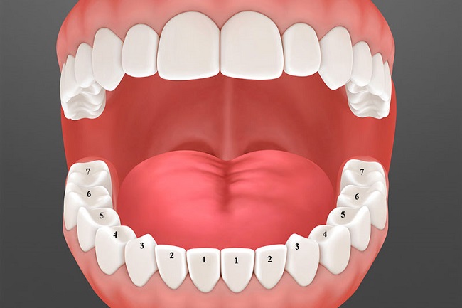 răng người có bao nhiều cái